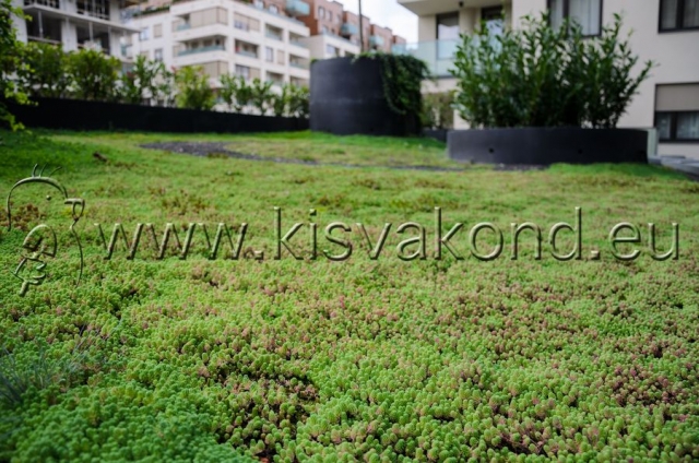 kisvakondpark_kft-corvin_sun_resort_tetokert-kerttervezes-parkepites-parkfenntartas-intenziv_tetokert-17